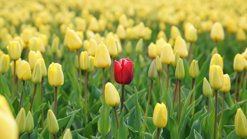 Embracing Individuality to Grow Your Community