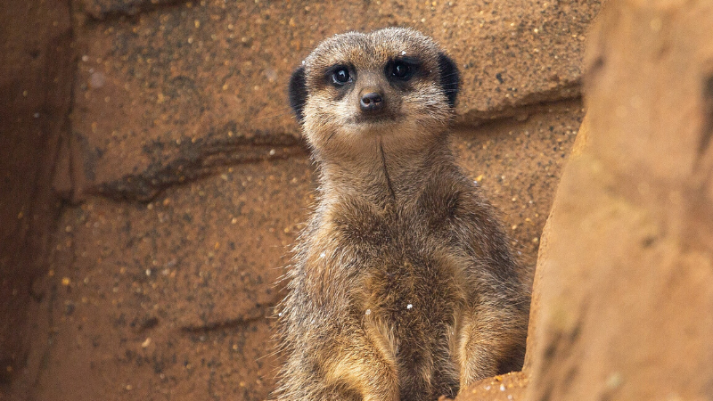 Why Great Leaders Stay Curious (And How to Do It)