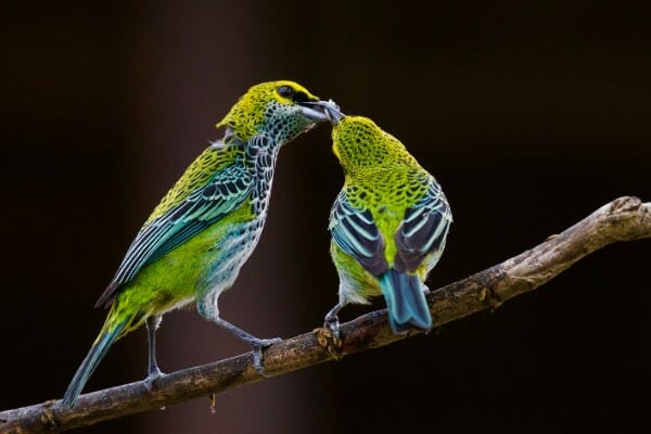 How to Create Your Referral Engine