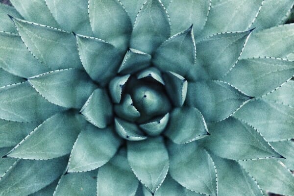 The Agency Growth Secrets Behind Design Pickle