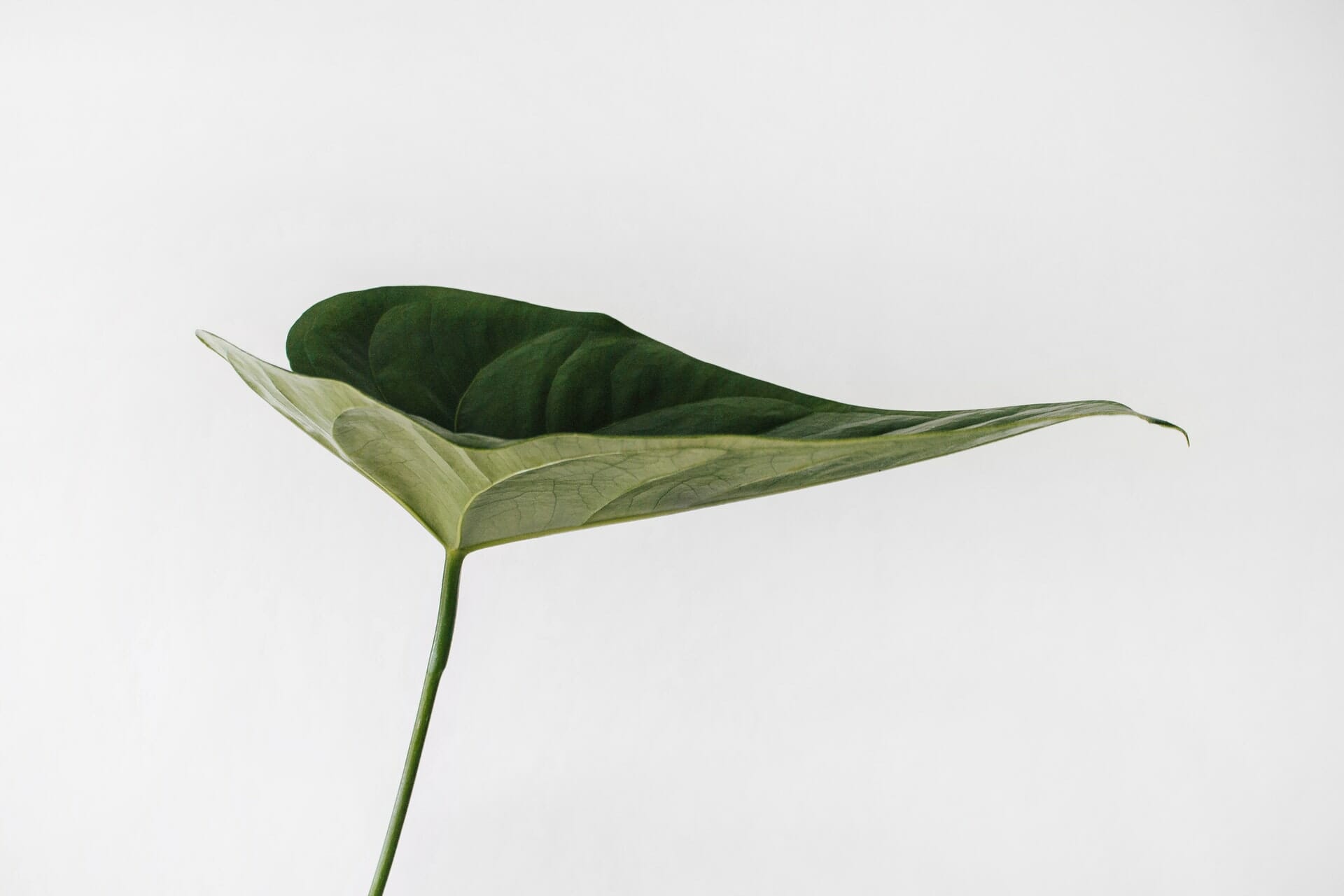 The Top 7 Marketing Lessons We Can Learn From Nature
